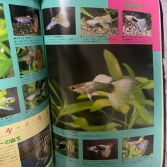 新熱帯魚入門　本の画像
