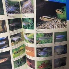 新熱帯魚入門　本の画像