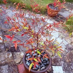 ✨【おしゃれ鉢×根付いた苗付き】高級鉢を多数出品中🌿ガーデニング好きさんへ♡お気に入りのひと鉢がきっと見つかるはず🤍🌿の画像