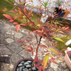 ✨【おしゃれ鉢×根付いた苗付き】高級鉢を多数出品中🌿ガーデニング好きさんへ♡お気に入りのひと鉢がきっと見つかるはず🤍🌿の画像