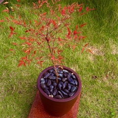 ✨【おしゃれ鉢×根付いた苗付き】高級鉢を多数出品中🌿ガーデニング好きさんへ♡お気に入りのひと鉢がきっと見つかるはず🤍🌿の画像