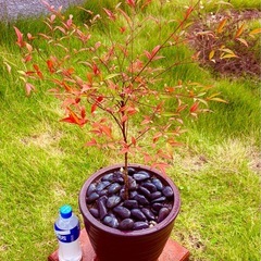 ✨【おしゃれ鉢×根付いた苗付き】高級鉢を多数出品中🌿ガーデニング好きさんへ♡お気に入りのひと鉢がきっと見つかるはず🤍🌿の画像