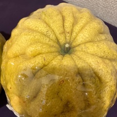 縁起物　採れたて　鬼柚(獅子柚子)2個　特大の画像