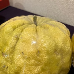 縁起物　採れたて　鬼柚(獅子柚子)2個　特大の画像