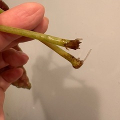 ベゴニア　マクラータ　2本セットの画像