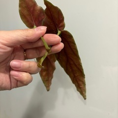 ベゴニア　マクラータ　2本セットの画像