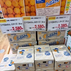 三ヶ日みかんの画像