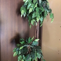 【決まりました】フェイクグリーン　人工観葉植物の画像