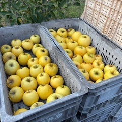 りんご　値下げ早い者勝ち、価格相談OKの画像