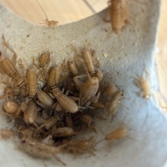 ヨーロッパイエコオロギS〜Mサイズの画像