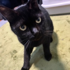 元気な黒猫ちゃんですฅ^•ω•^ฅ