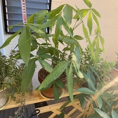 パキラ　高さ50の画像