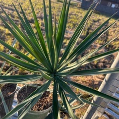 ユッカ　アロイフォリアの画像