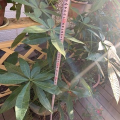 Pachira aquatica　パキラ　高さ100cmの画像