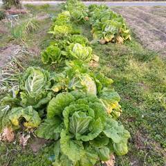 農薬を使わない野菜　白菜　おひさま農園からの画像