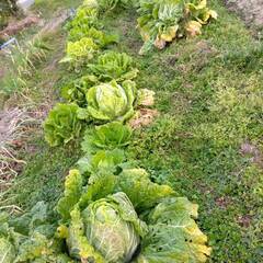 農薬を使わない野菜　白菜　おひさま農園からの画像