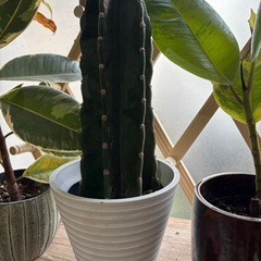 柱サボテン　生活雑貨 家庭用品 ガーデニング　観葉植物　塊根植物...