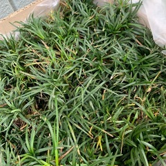 【決まりました】竜のひげの画像