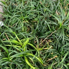 【決まりました】竜のひげの画像