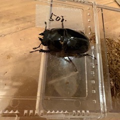 クワガタ福袋の画像