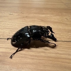 クワガタ福袋の画像