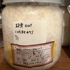 クワガタ福袋の画像