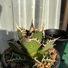 アガベチタノタ海王の画像