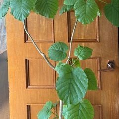 ウンベラーダの画像