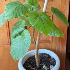 ウンベラーダの画像