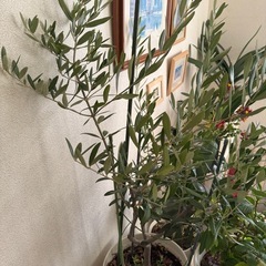 取引先中-オリーブの木の画像