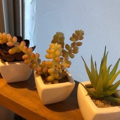 ★フェイク　多肉植物★3種セットの画像