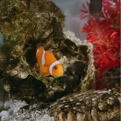 カクレクマノミ（ニモ）の画像