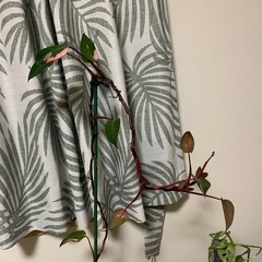観葉植物の画像