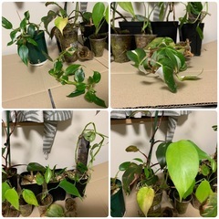 観葉植物の画像