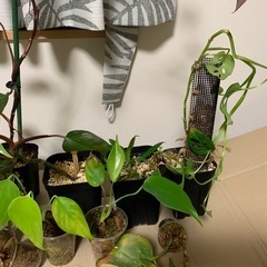 観葉植物の画像