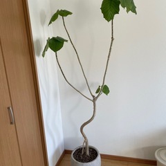 ウンベラータの画像