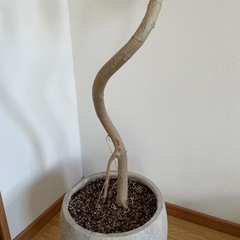 ウンベラータの画像