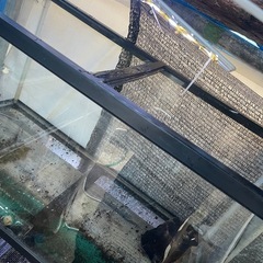 格安‼️90センチ水槽急ぎ売りの画像