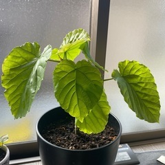 ウンベラータ　観葉植物の画像