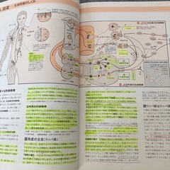 目で見るからだのメカニズムの画像