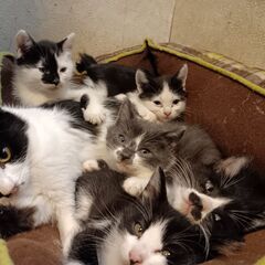 仔猫５匹の里親募集