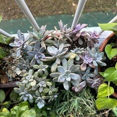 石蓮 (花)の画像