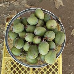 フェイジョアです。の画像