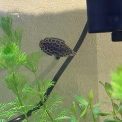 レオパードクテノポマの画像