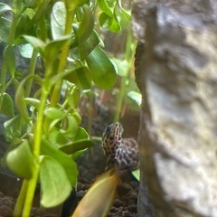 レオパードクテノポマの画像