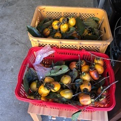 干し柿用‼️自家製渋柿❣️大きめ‼️三つ￥100円⭕️の画像