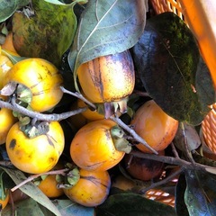 干し柿用‼️自家製渋柿❣️大きめ‼️三つ￥100円⭕️の画像