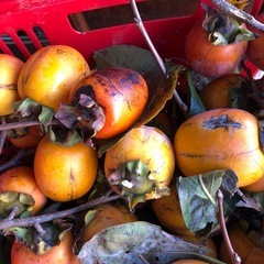 干し柿用‼️自家製渋柿❣️大きめ‼️三つ￥100円⭕️の画像