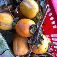 干し柿用‼️自家製渋柿❣️大きめ‼️三つ￥100円⭕️の画像