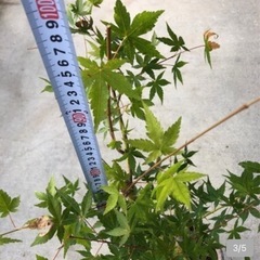 元気なもみじ　 山紅葉　庭木　観葉植物　もみじ　の画像